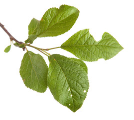 branch of plum tree. isolated on white background
