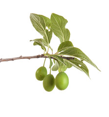 branch of plum tree. isolated on white background