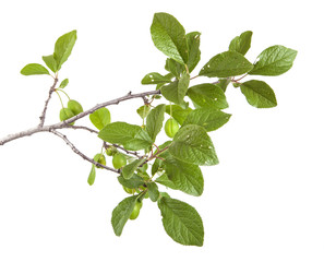 Fototapeta na wymiar branch of plum tree. isolated on white background