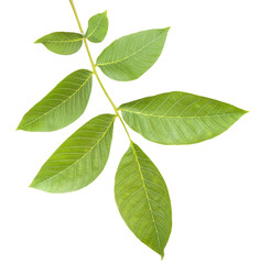 walnut leaves on a branch. isolated on white background