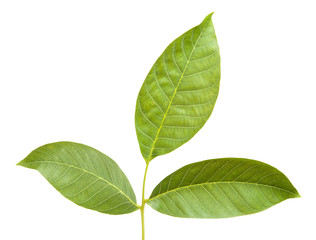 walnut leaves on a branch. isolated on white background