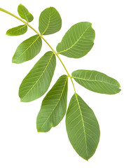Fototapeta na wymiar walnut leaves on a branch. isolated on white background
