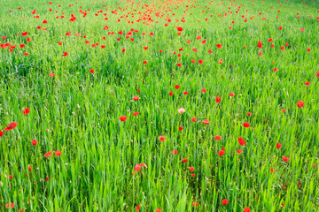 Fototapeta premium Poppy flowers background