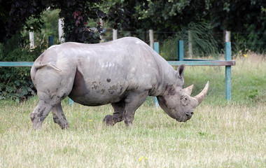 Fototapeta premium Black Rhinoceros or Hook-lipped Rhinoceros (Diceros bicornis)