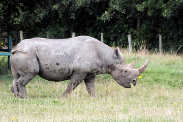 Fototapeta premium Black Rhinoceros or Hook-lipped Rhinoceros (Diceros bicornis)