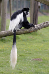 Obraz premium Black and White Colobus (Colubus)