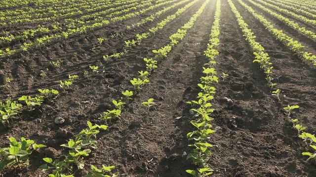 Young soy bean crop plants growing in rows on cultivated field
