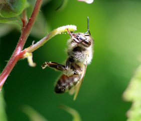 bee at work on a raspberry bush a sunny day.