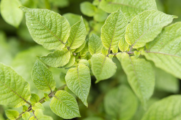 Green leaves potato field in detail