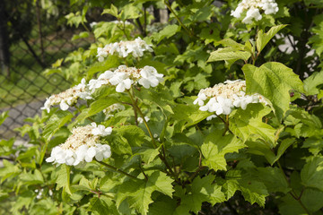 white flowers and ornamental bushes on a green leaf, Viburnum opulus