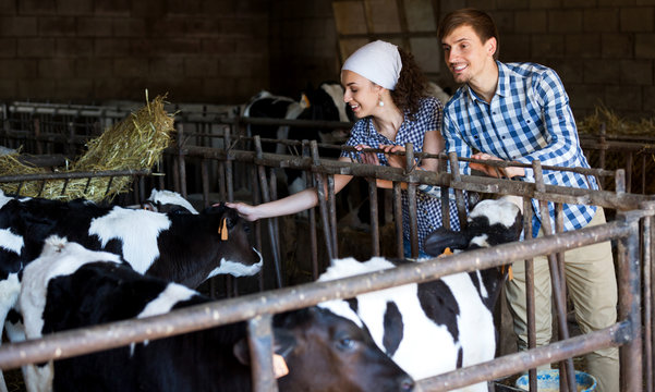 Man And Woman Touching Cows