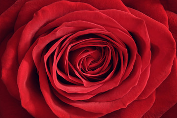 Red rose