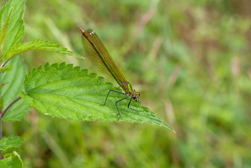 libellula