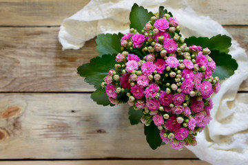 Kalanchoe pink bouquet bloom, place for your text.