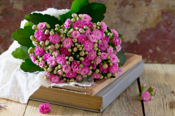 Kalanchoe flowering pink bouquet on vintage background, selectiv