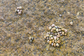 Sea Shells, La Digue, Seychelles