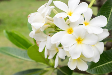 Plumeria bouquet, white plumeria flowers on tree 