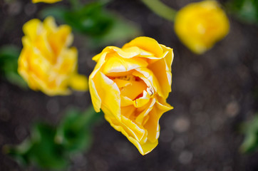 Yellow tulips growing in the garden