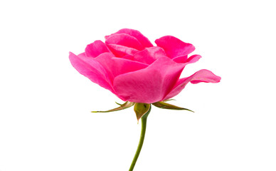 Obraz premium pink rose isolated