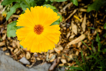 Calendula