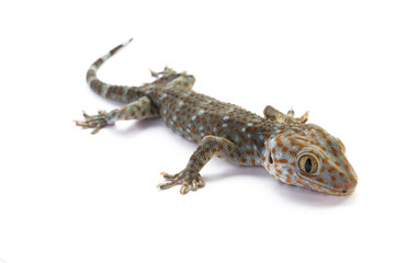 Tokay Gecko on white background