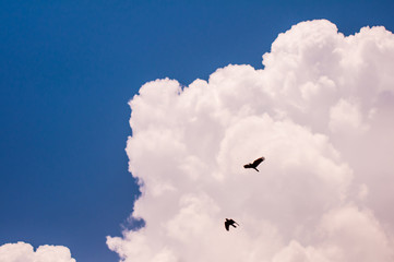 Fototapeta na wymiar Blue sky with big fluffy white cloud and black birds