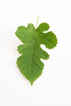 Close-up view of Mulberry leaf over white background