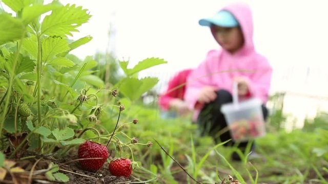 A girl picks strawberries from the bushes in the garden
