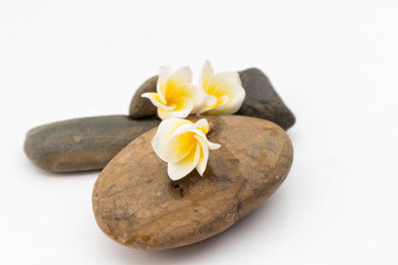 Plumeria flower on stone for spa relax