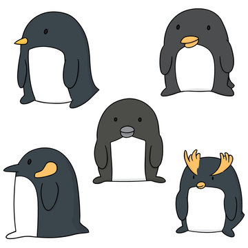 vector set of penguin