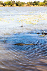 Sacred crocodile, Burkina Faso