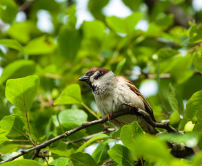 Sparrow in a tree