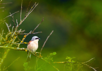 Red backed shrike