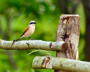 Red backed shrike