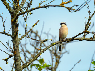 Red backed shrike