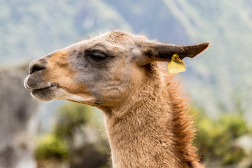 Llama at Machu Picchu, Cusco, Peru, South America. A UNESCO Worl