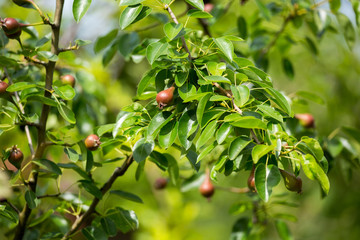 Unripe red pears