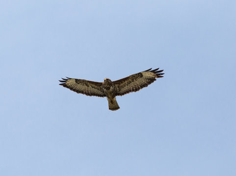 Hawk gliding on blue sky background