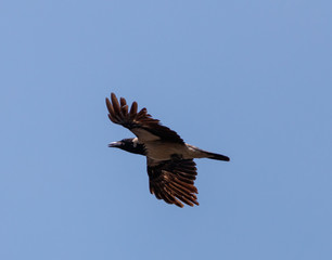 Obraz premium Crow in flight