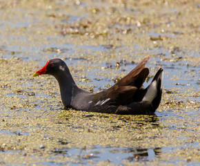 Moorhen chicken