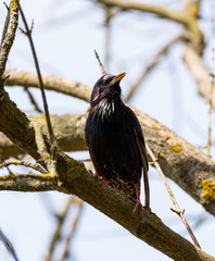Common Starling on a tree branch