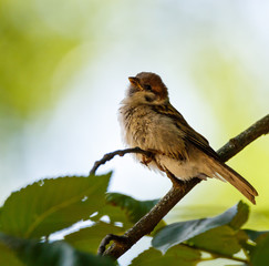 Tree sparrow (Passer Montanus)
