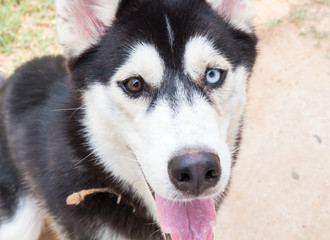 Close up on brow and blue eyes color of siberian husky, selective focus