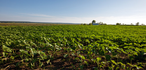 Unripe sunflower field
