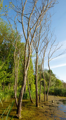 European ash trees in a marsh