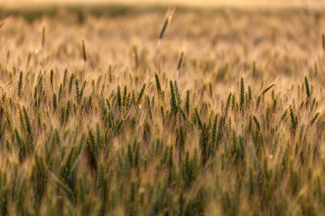 Closeup of wheat ears