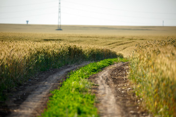 Fototapeta na wymiar Rural road through a wheat field