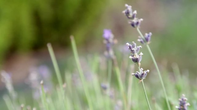 Lavanda in fiore