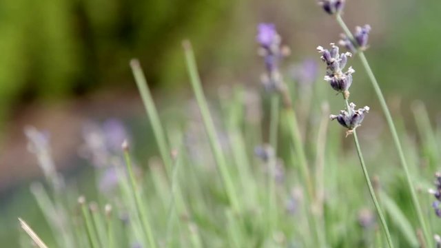Lavanda in fiore