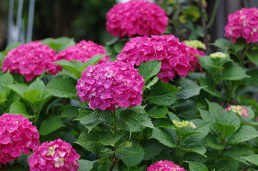 雨の日の紫陽花